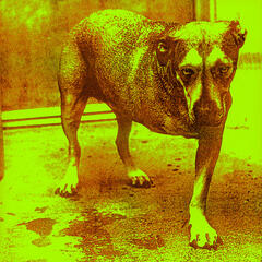 Alice in Chains Alice in Chains